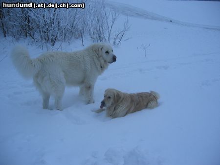 Polski Owczarek Podhalanski Hunde Foto 7608 Polski Owczarek Podhalanski Zwei dicke Freunde!