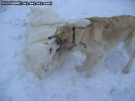 Polski Owczarek Podhalanski Hunde Foto 7609 Polski Owczarek Podhalanski Zwei dicke Freunde!
