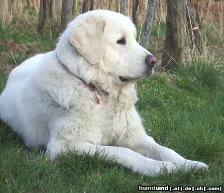 Polski Owczarek Podhalanski Hunde Foto 20611 in höherer Auflösung ansehen Polski Owczarek Podhalanski Schön mal eine Ruhepause zu haben