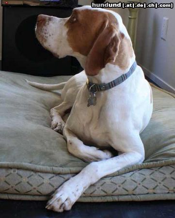 Pointer Hunde Foto 46287 Pointer Worlds End Alabaster Golden Sunset wohnhaft in der USA