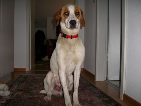 Pointer Hunde Foto 42253 in höherer Auflösung ansehen Pointer Laerer Landweg 111