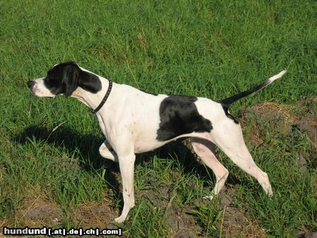 Pointer Hunde Foto 5461 Pointer Pointer steht typisch vor