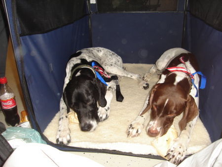 Pointer Hunde Foto 37939 Pointer Austellungshunde