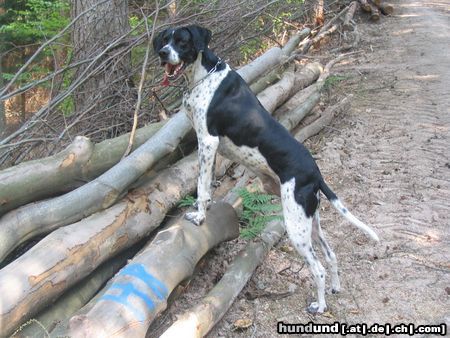 Pointer Hunde Foto 22706 Pointer Frodo2Jahre&Kelly13Jahre
