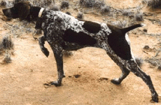 Pointer Hunde Foto 196 Pointer