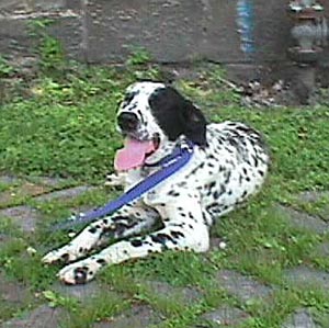 Pointer Hunde Foto 197 Pointer