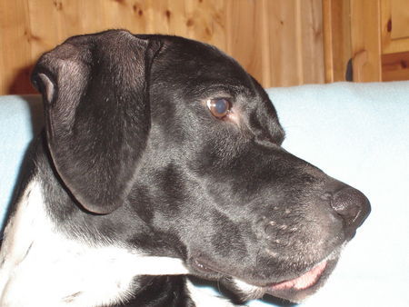 Pointer Hunde Foto 36841 Pointer Anthony