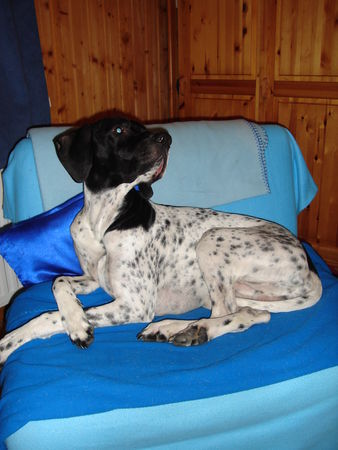 Pointer Hunde Foto 36842 Pointer des pointers liebster PLatz
