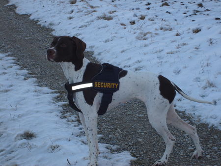 Pointer Hunde Foto 36844 Pointer Amber vom hirndlbründl