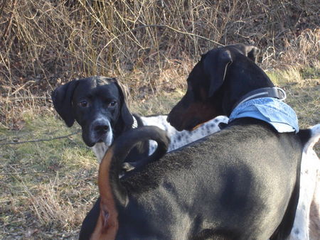 Pointer Hunde Foto 36846 Pointer anthony of Fillys Hill und sein Freund Nemo vom Blasenstein