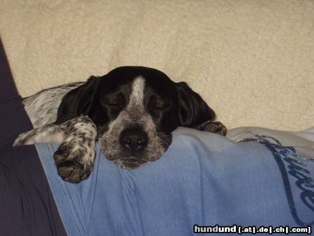 Pointer Hunde Foto 24807 Pointer Ermis bewacht Baby
