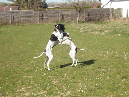 Pointer Hunde Foto 37932 Pointer Ant&Amber beim *Kampf*