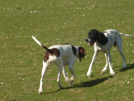 Pointer Hunde Foto 37929 Pointer Amber&Ant beim spielen