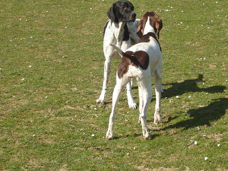 Pointer Hunde Foto 37930 Pointer Amber&Ant beim spielen