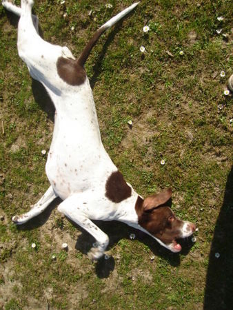Pointer Hunde Foto 37928 Pointer Amber vom Hirndlbründl beim ausstrecken
