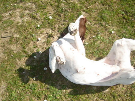 Pointer Hunde Foto 37931 Pointer amber *bauchiaustreck*