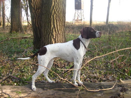 Pointer Hunde Foto 37934 Pointer Amber im Wald