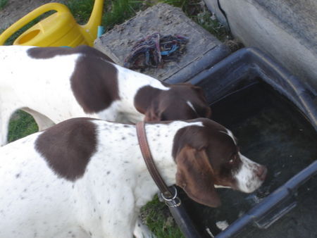 Pointer Hunde Foto 37935 Pointer Amber und Britta (ihre Mutter)