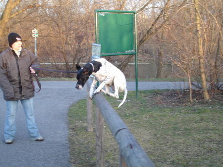 Pointer Hunde Foto 36845 in höherer Auflösung ansehen Pointer springender Pointerbub
