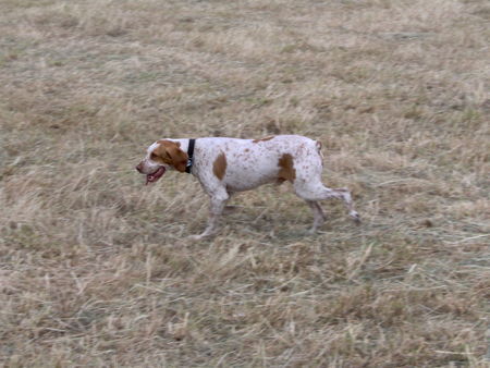 Pointer Hunde Foto 27445 Pointer Amigo bei seiner liebsten Tätigkeit.