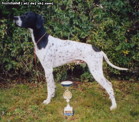 Pointer Hunde Foto 15854 in höherer Auflösung ansehen Pointer Anthony of Fillys Hill