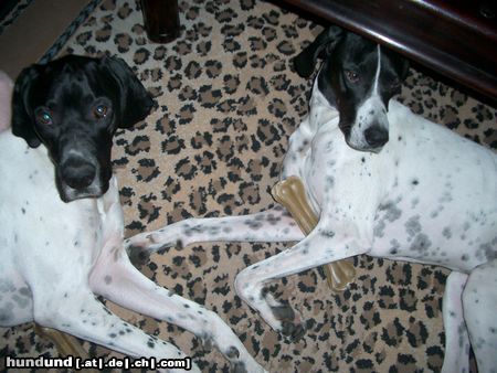 Pointer Hunde Foto 7357 Pointer Das ist Geschwisterliebe.. Ares & Lili