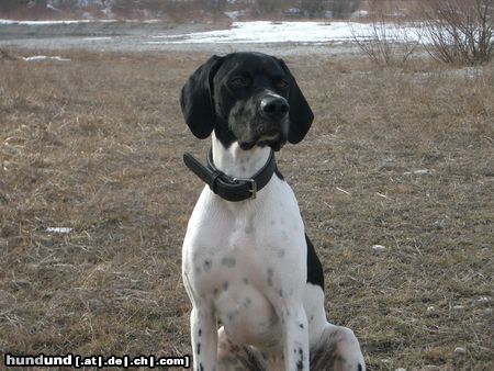 Pointer Hunde Foto 11229 Pointer Kuckt mal, langsam werd ich erwachsen..