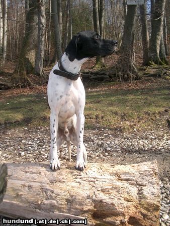 Pointer Hunde Foto 10209 Pointer Wo sind die nur.....?
