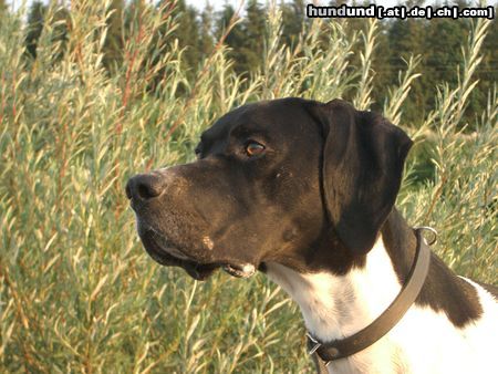 Pointer Hunde Foto 17530 Pointer Ares' Superblick!