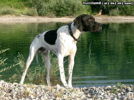 Pointer Hunde Foto 6772 Pointer Ares