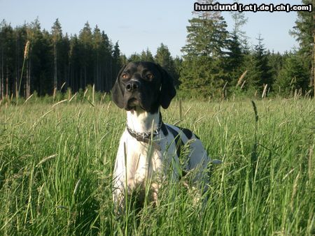 Pointer Hunde Foto 11864 Pointer Ares bei seiner Jagdausbildung
