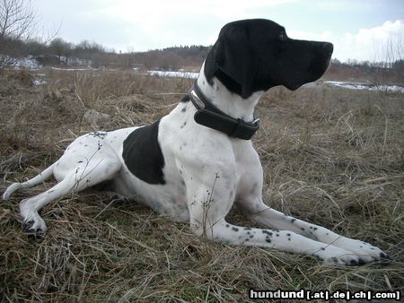 Pointer Hunde Foto 9694 Pointer Ares nach 3 Std. Vollgas rennen.. puhh..
