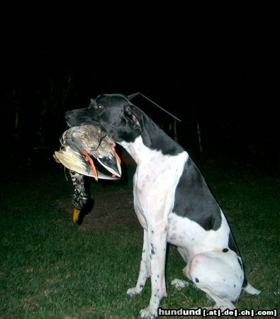 Pointer Hunde Foto 13822 Pointer Ares wie er sich am liebsten sieht..!
