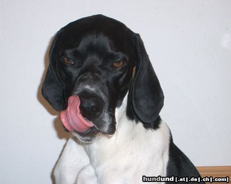 Pointer Hunde Foto 20370 Pointer Mmhh, so n' Stück Torte hat schon was..