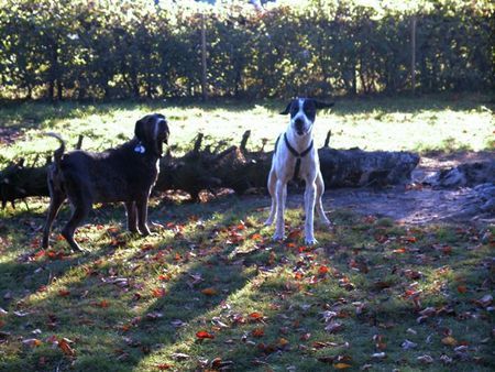 Pointer Hunde Foto 27613 Pointer Ares findet Elli zum