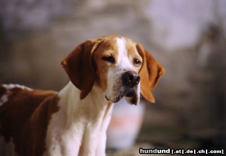 Pointer Hunde Foto 15528 Pointer Beky of Falconers Dream