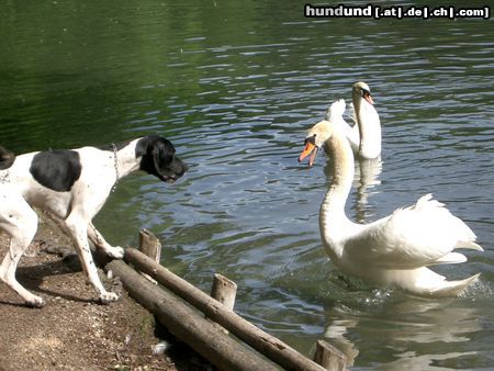 Pointer Hunde Foto 8872 Pointer Ares am See