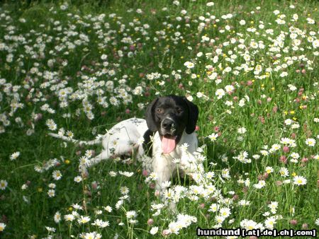 Pointer Hunde Foto 8871 Pointer Ares...Sommer...Sonnenschein....