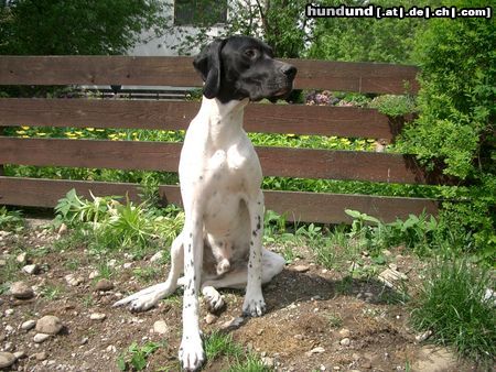 Pointer Hunde Foto 6897 Pointer Ares 14 monate