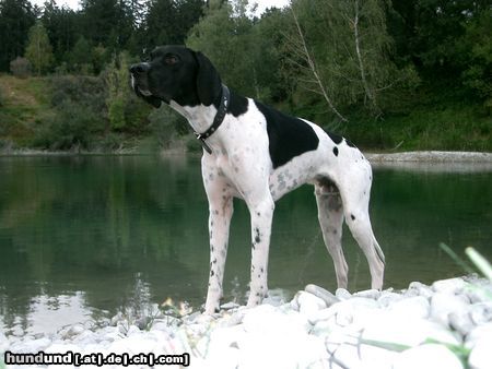 Pointer Hunde Foto 6896 Pointer Ares 14 monate