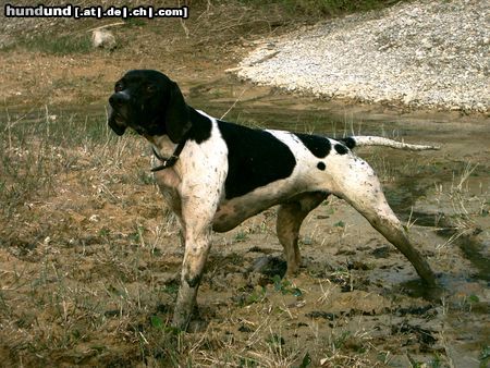 Pointer Hunde Foto 6892 Pointer Ares 14 Monate