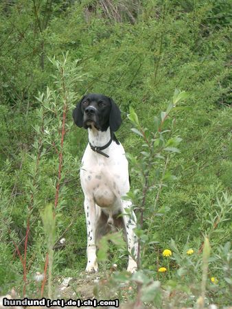 Pointer Hunde Foto 11283 Pointer wo ist der Hase???