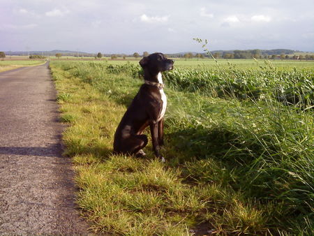 Pointer Hunde Foto 43290 in höherer Auflösung ansehen Pointer Tja, nun ist er schon 7 Jahre alt