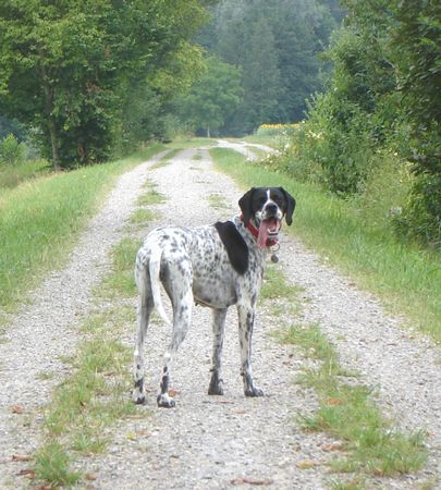 Pointer Hunde Foto 35066 in höherer Auflösung ansehen Pointer CORA - Meine Pointerdame