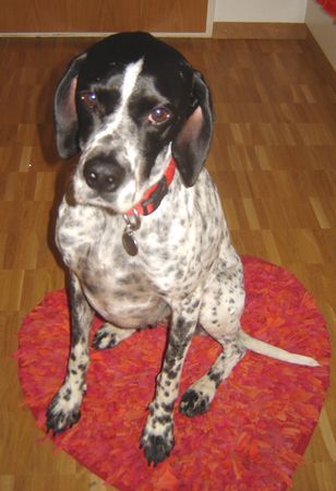 Pointer Hunde Foto 35068 in höherer Auflösung ansehen Pointer CORA - Meine Pointerdame