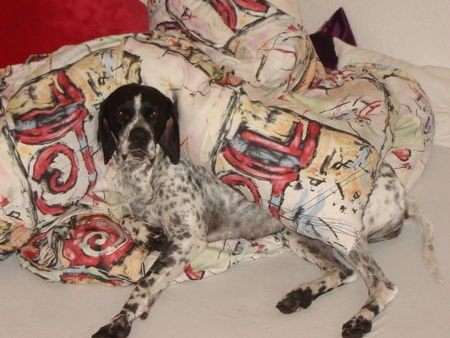 Pointer Hunde Foto 35064 in höherer Auflösung ansehen Pointer CORA - Meine Pointerdame