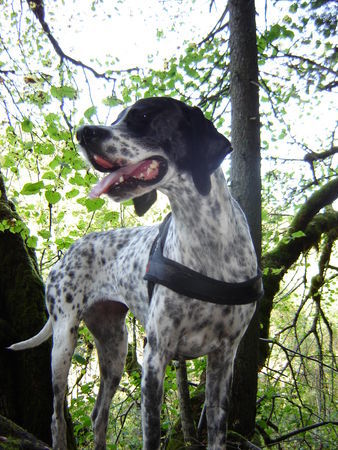 Pointer Hunde Foto 35063 in höherer Auflösung ansehen Pointer CORA - Meine Pointerdame