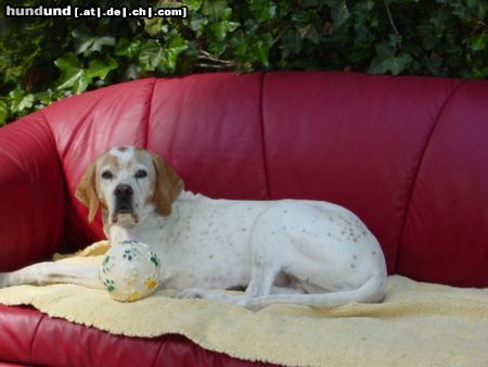 Pointer Hunde Foto 12155 Pointer Wo bleiben Sie denn, Dr. Freud?