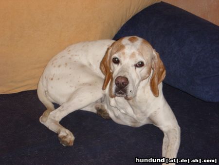 Pointer Hunde Foto 12154 Pointer couch-hunter