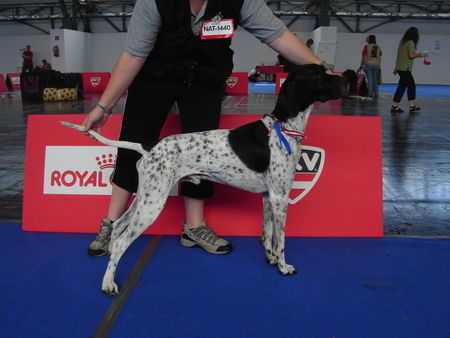 Pointer Hunde Foto 39563 in höherer Auflösung ansehen Pointer IHA Innsbruck // Anthony of Filly's Hill